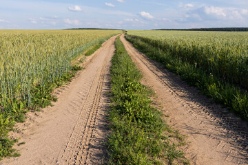 a narrow road for agricultural machinery in a field with cereals