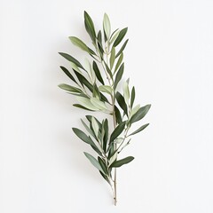 Fototapeta premium Elegant olive branch arrangement on white background nature photography minimalistic composition freshness and peace close-up view symbol of harmony