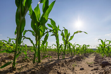 a new crop of sweet corn in a field in the summer