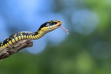 Obraz premium A vibrant yellow and black snake, tongue extended, perched on a weathered branch against a blurred green and blue backdrop