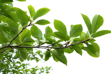 Obraz premium Guava fruit softens and changes color as it ripens on a tree branch under natural light