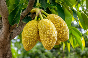 Jackfruit developing on a tree in a tropical environment during midday sunlight