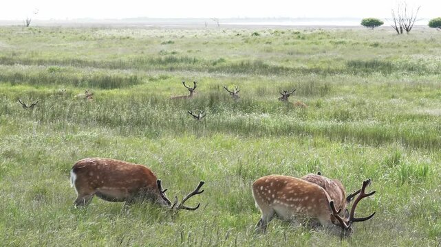 新緑の草を食むシカたち