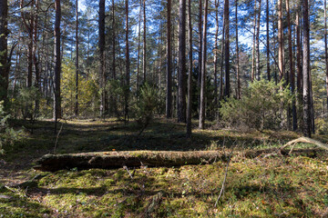 mixed forest with pines and other trees in autumn
