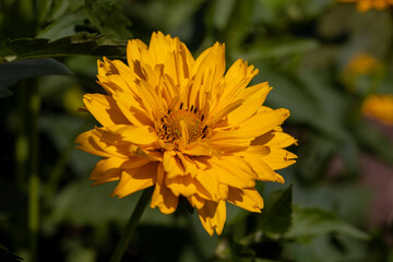 flowers in sunny weather during flowering, close up