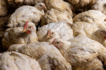 large number of fat, well-fed poultry chickens in a poultry farm for the production of chicken meat