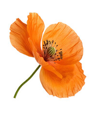 orange california poppy flower, high resolution transparent background