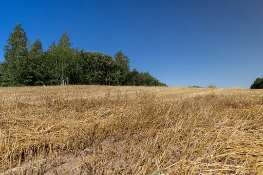 stubble from wheat , yellow straw and stubble that remained after harvesting cereals in sunny weather