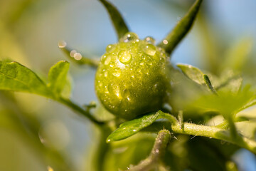 a wet tomato during flowering , the first green tomatoes, a field with tomato bushes covered with water