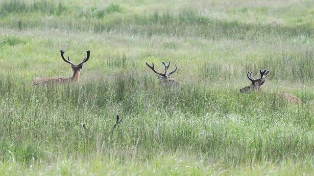 新緑の草を食むシカたち