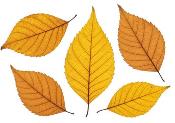 Fototapeta premium Five dried autumn leaves isolated on white background