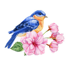 Bluebird with pink cherry blossoms. Watercolor spring floral illustration with bird. Hand-painted nature summer poster