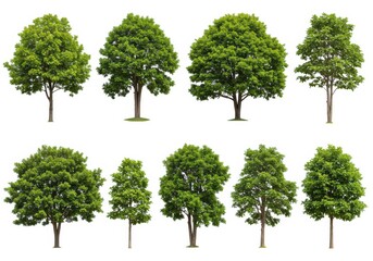 Obraz premium Collection of green trees isolated on white background