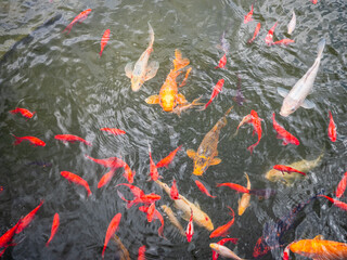 A variety of koi fish, including a white Platinum Ogon and a yellow Doitsu koi, swim in a pond. The...