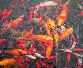 A crowded pond with colorful koi fish, including one with its mouth open above the surface. Features Yamabuki Ogon, Kohaku, and Sanke breeds in a vivid ornamental scene.