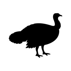Turkey silhouette on white background depicting Thanksgiving imagery and fall holidays