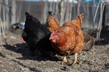 Red and black chickens are walking around the garden.