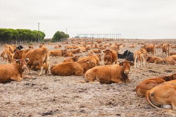 Large herd of brown cows resting and grazing on a dry open field under an overcast sky. Rural...