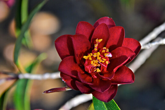 Night Rider Camellia with abundant yellow anthers, the pollen-producing tips of the stamen.