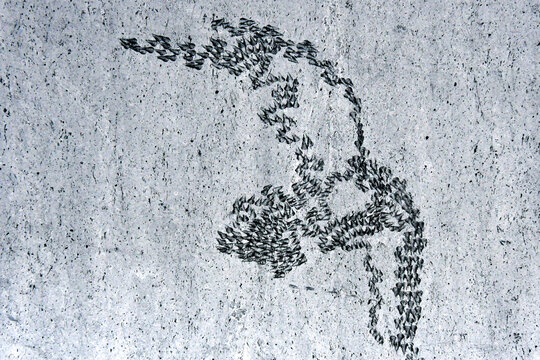 Snail radula track abstract. Impressions left on greenhouse window 