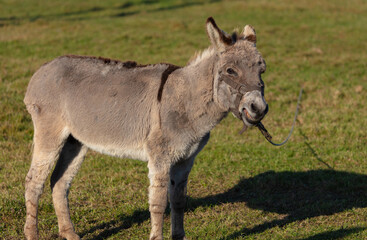 A grey donkey is grazing on a green meadow. He is tied with a rope.