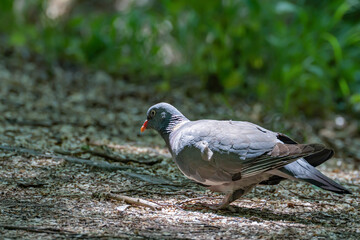 Close-up of a wood pigeon (Columba palumbus) sitting on the ground in spring in partial shade against a background of green grass and looking for food.