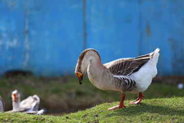 Domestic geese graze near an artificial pond.