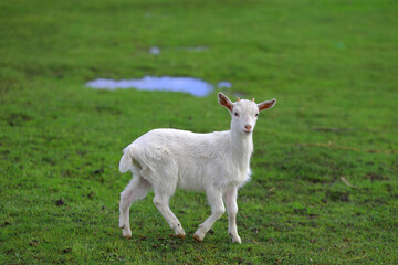 Fototapeta premium A small white kid is grazing on the green grass.