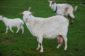 A white goat with one horn walks around the farm.