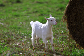 A small white kid is grazing on the green grass.