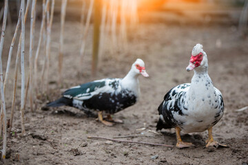 Birds on a farm. Close-up of Muscovy ducks grazing on the ground against the backdrop of sunlight.