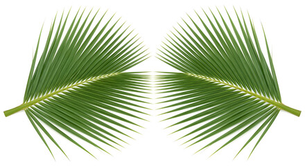 Obraz premium Vertical Coconut Palm Leaf Slice – Symmetrical Tropical Design on White Background