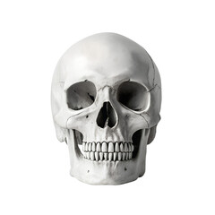 human skull isolated on white