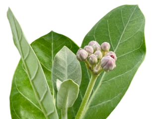 branch of a lilac, purple orchid isolated on white Crown flower, Giant Indian Milkweed, Giant Milkweed, Tembega, Calotropis gigantea