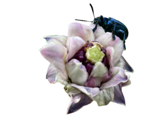 pink flower isolated on white, purple orchid isolated on white Crown flower, Giant Indian Milkweed, Giant Milkweed, Tembega, Calotropis gigantea