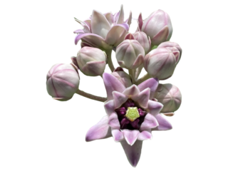 pink orchid isolated on white background, purple orchid isolated on white Crown flower, Giant Indian Milkweed, Giant Milkweed, Tembega, Calotropis gigantea
