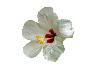 poppy flower isolated on white, Hibiscus, ChineseRose, Shoe Flower, Green, white, red, yellow, stamens, leaves, flowers, png