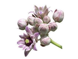 pink orchid isolated on white, purple orchid isolated on white Crown flower, Giant Indian Milkweed, Giant Milkweed, Tembega, Calotropis gigantea