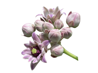 pink orchid isolated on white, purple orchid isolated on white Crown flower, Giant Indian Milkweed, Giant Milkweed, Tembega, Calotropis gigantea