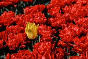 Fotobehang Diep Rood Bright red tulips blanket the landscape of the Netherlands, with a single yellow bloom standing out among the blossoms.  © Fokke Baarssen