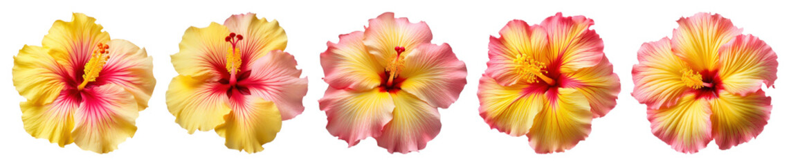 PNG Vibrant tropical hibiscus flowers, transparent background