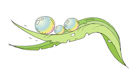 Hand-drawn illustration of green leaves with shiny water droplets in whimsical cartoon style. Eco-friendly campaigns, natural product packaging, biology textbooks, children's books, posters