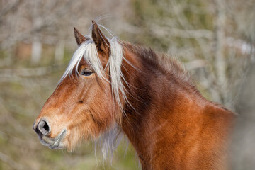 Cheval au pré