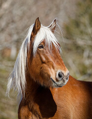 Cheval au pré