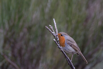 Le rouge gorge