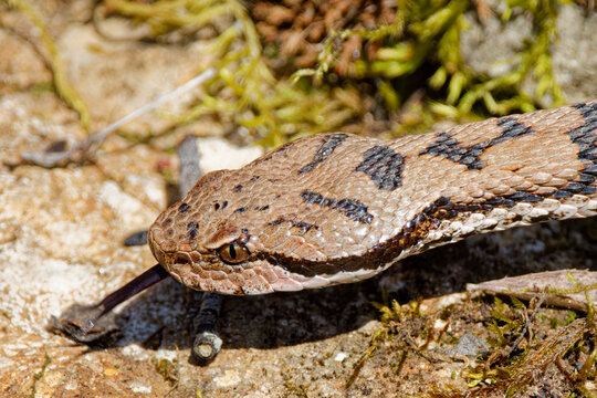 La vip&egrave;re aspic