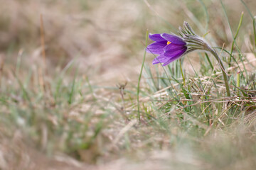 Anémone pulsatille