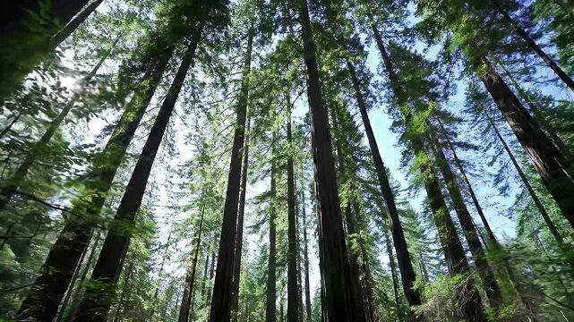 A realistic cinematic video of a lush green forest captured from a low-angle perspective.