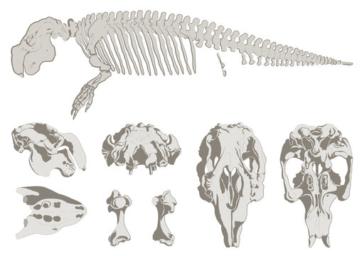 Skeleton of dugong dugon set