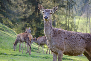 Fototapeta premium Hind portrait in early spring on grassland hill